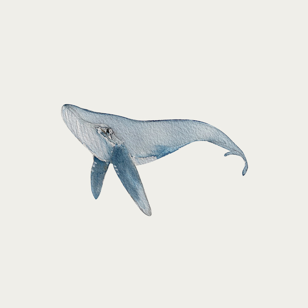 whale wall decal